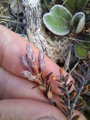 Acrothamnus colensoi