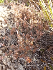 Acrothamnus colensoi