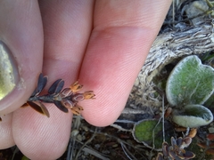 Acrothamnus colensoi