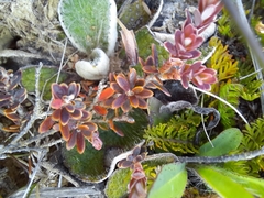 Acrothamnus colensoi