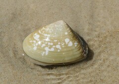 Latona deltoides