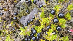 Coprosma ernodeoides