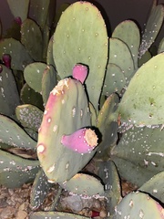 Opuntia orbiculata