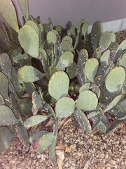 Opuntia orbiculata