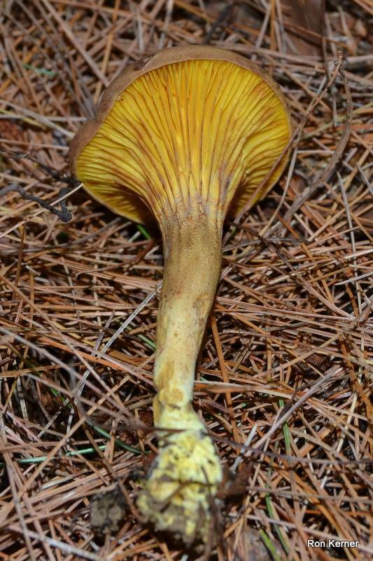 Golden Gilled Bolete from 521573 Catholic Cemetery Road, Martinsville
