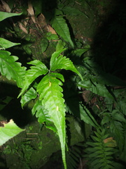 Tectaria subtriphylla