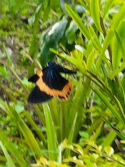 Milionia zonea pryeri