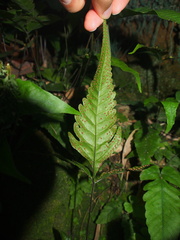 Tectaria subtriphylla