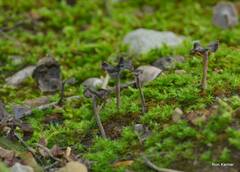 Craterellus carolinensis