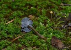 Craterellus carolinensis