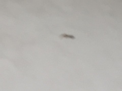 Tarentola mauritanica