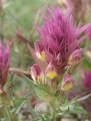 Melampyrum arvense