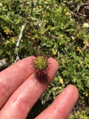 Acaena anserinifolia