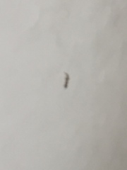 Tarentola mauritanica