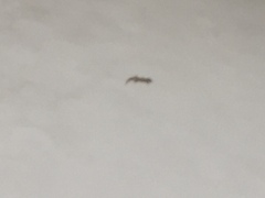 Tarentola mauritanica