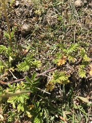 Acaena anserinifolia