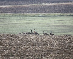 Branta canadensis occidentalis