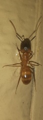 Camponotus festinatus