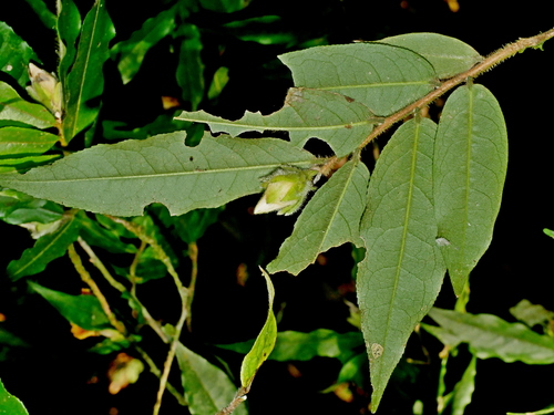 Image of Camellia salicifolia by (c) Jacy Chen, some rights reserved (CC BY)