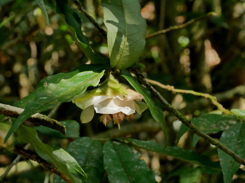 Image of Camellia salicifolia by (c) Jacy Chen, some rights reserved (CC BY)