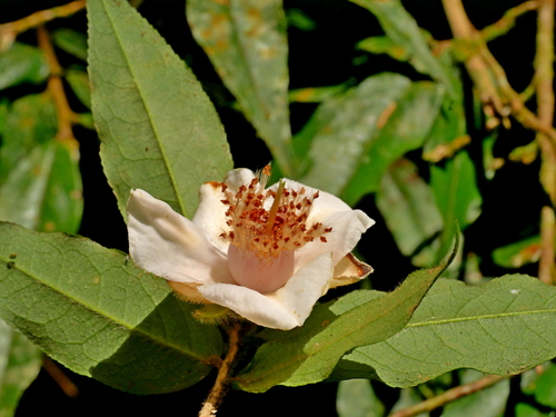 Image of Camellia salicifolia by (c) Jacy Chen, some rights reserved (CC BY)