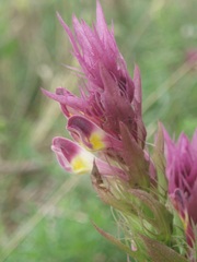 Melampyrum arvense