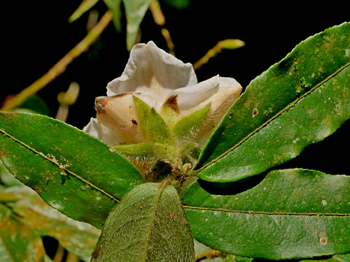 Image of Camellia salicifolia by (c) Jacy Chen, some rights reserved (CC BY)