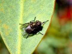 Aphyssura