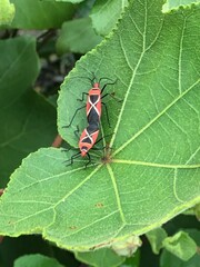 Dysdercus decussatus