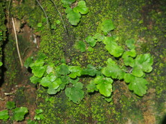 Tectaria zeilanica