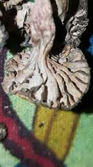 Laccaria trichodermophora