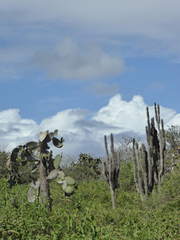 Opuntia galapageia