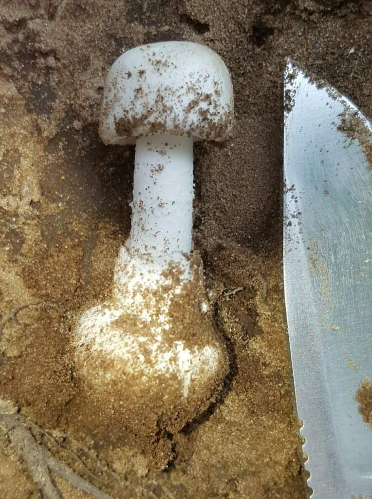 Narrow-Spored Destroying Angel