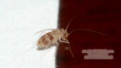 Psyllipsocidae