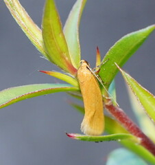 Microbela monodyas