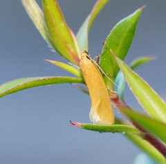 Microbela monodyas