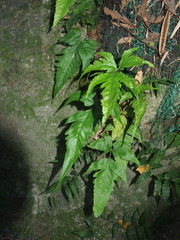 Tectaria subtriphylla