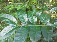 Dysoxylum