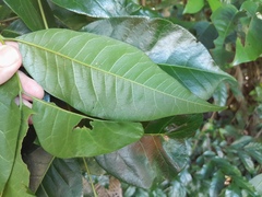 Dysoxylum