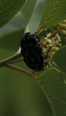 Eupoecila australasiae