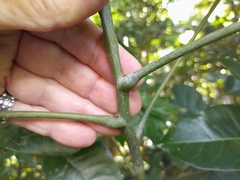 Dysoxylum