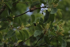 Eupoecila australasiae