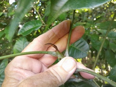 Dysoxylum