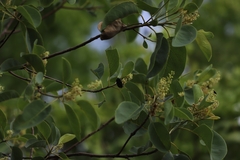 Eupoecila australasiae