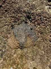 Palythoa mutuki
