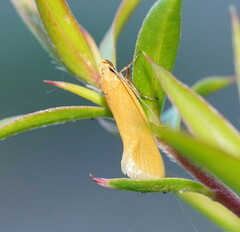 Microbela monodyas