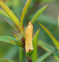 Microbela monodyas