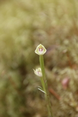 Adenochilus gracilis