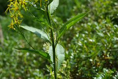 Senecio nemorensis