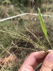 Digitaria diagonalis